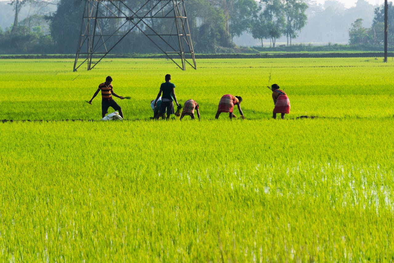 service-02 A group of farmers tending to paddy fields under a bright sky, showcasing rural life.