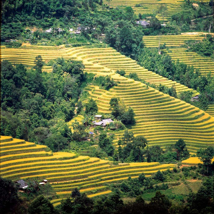 who-we-are Stunning aerial shot of lush green terraced rice fields in a rural landscape.