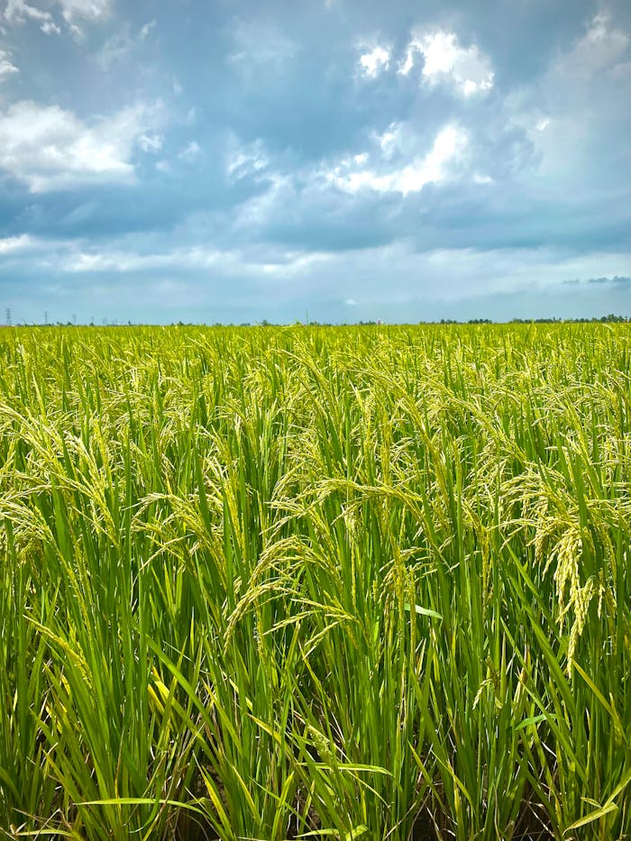 our-mission Expansive rice field in Malaysia with vibrant green stalks under a dramatic cloudy sky.