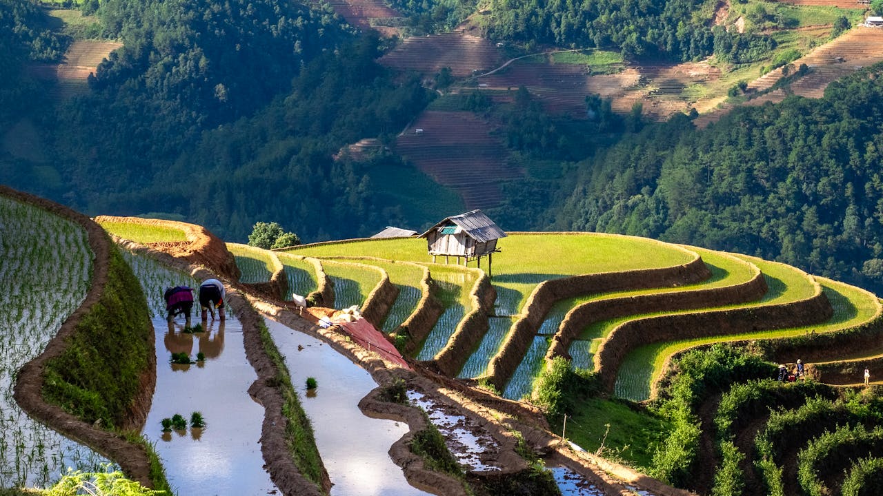 Beautiful terraced rice fields in Yên Bái, Vietnam captured during a vibrant day.
