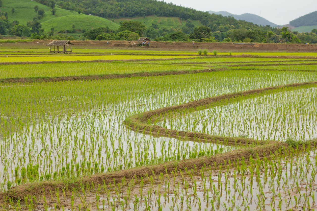 service-06 Vibrant rice fields stretch across the countryside, showcasing lush green growth and natural tranquility.
