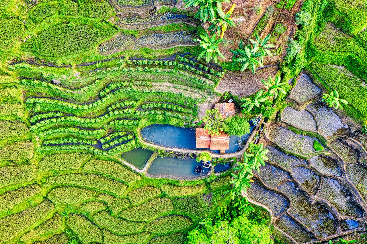 Vibrant aerial shot of rice terraces and rural farmhouse in Purwakarta, Indonesia.