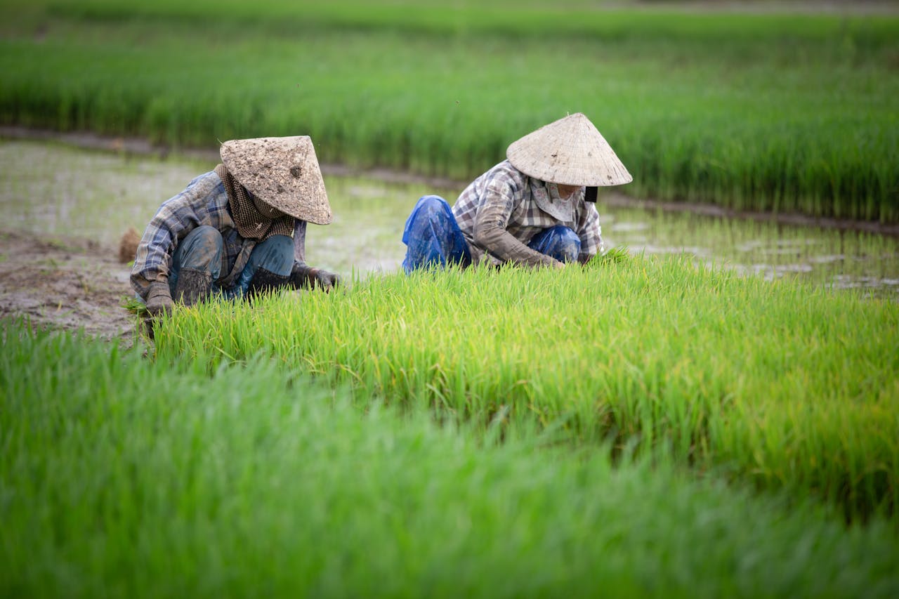 Two farmers in traditional hats tending lush rice fields in rural Vietnam, showcasing agriculture.