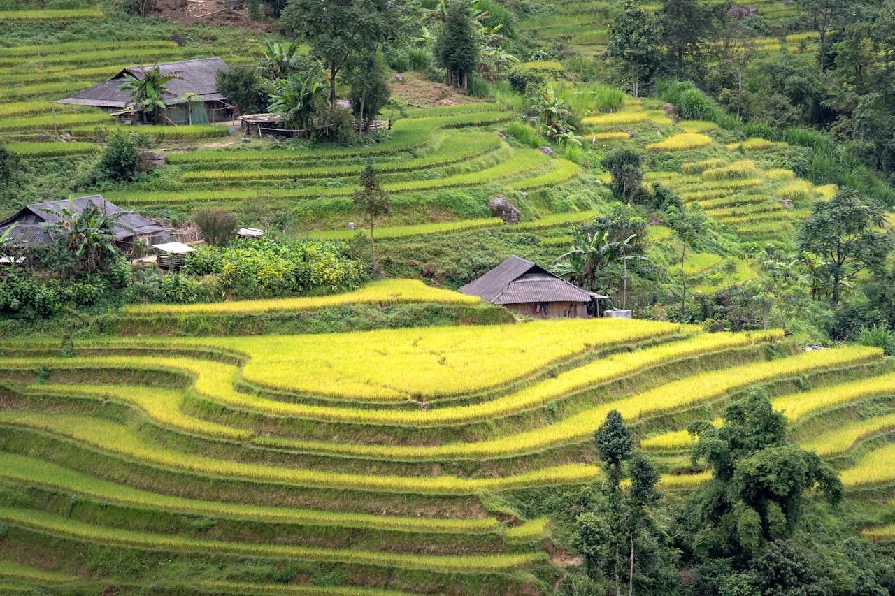 Aerial view of vibrant green rice terraces with traditional houses in Vietnam, showcasing nature's beauty.